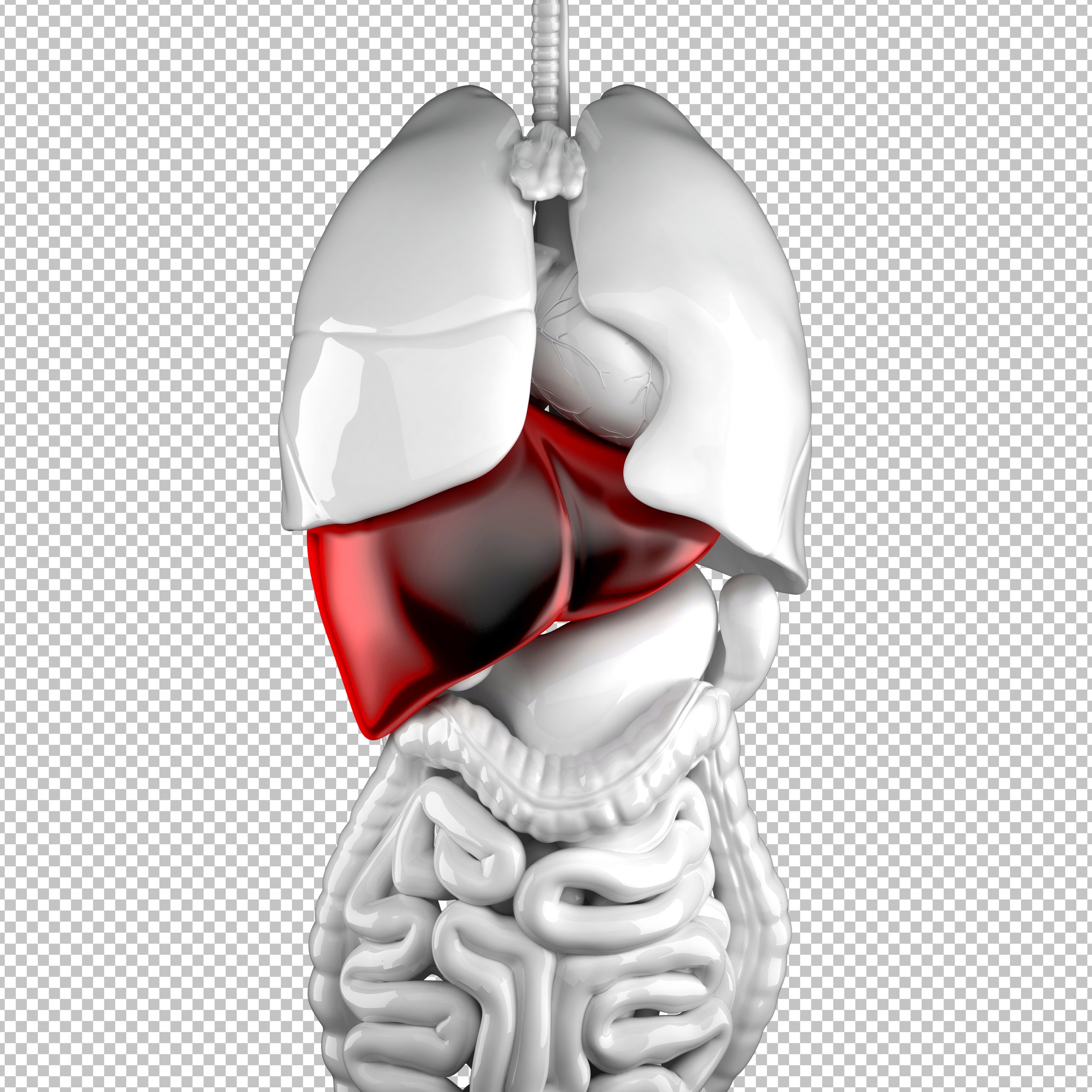 Human liver. Anatomical illustration